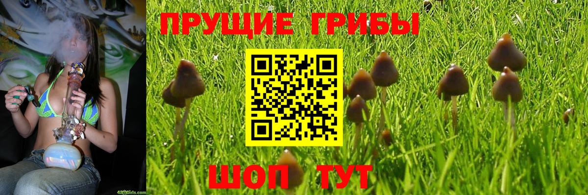 Псилоцибиновые грибы мухоморы  Новозыбков  Псилоцибиновые грибы Psilocybine cubensis 