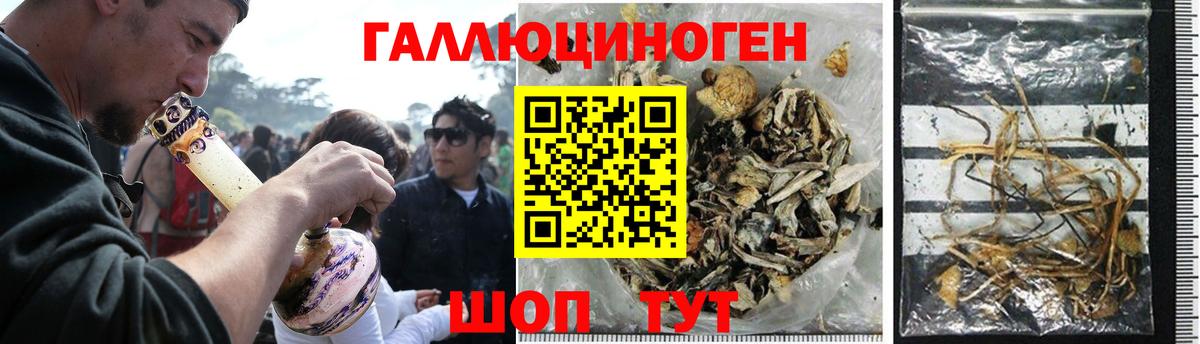 что такое   Галлюциногенные грибы Psilocybe  Новозыбков  Вход с VPN  Галлюциногенные грибы прущие грибы 
